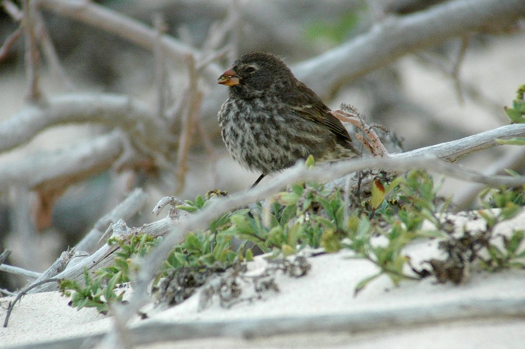 Finch, Small Ground, 2004-11014753.JPG - Small Ground Finch, Galapagos, 2004